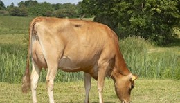 Vikings dominate new interest among non-Holstein sires